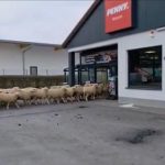 Zeci de oi au dat năvală într-un supermarket Penny. Vizita-surpriză a provocat haos pentru 20 de minute – VIDEO