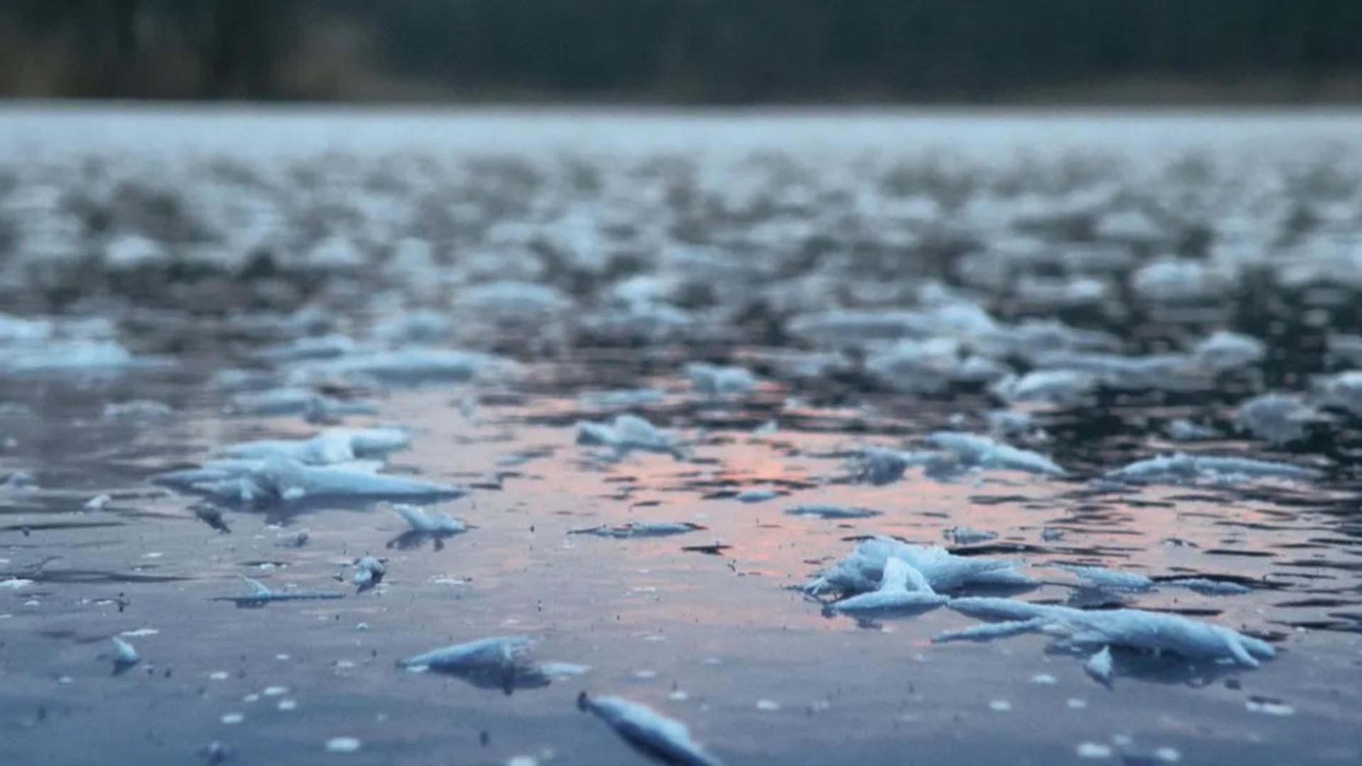 Un bărbat a căzut sub gheața râului Mureș în timp ce a încercat să-și salveze câinele. A fost salvat la timp de un pompier scafandru