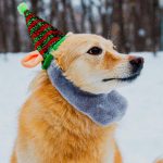 Cum să-ți protejezi cainele de ger. Ce trebuie să știi dacă ai un astfel de animal de companie