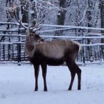 Șoc la Grădina Zoologică din Târgu Mureș. Un cerb carpatin a fost găsit mort după ce a înghițit o mănușă. „Am mai găsit monede și alte obiecte străine în sistemul digestiv al diferitelor animale”