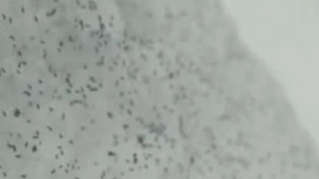 Ce sunt insectele negre apărute pe ger în zăpadă? Misterul ”puricilor” din Cluj, dezlegat de specialiști