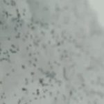 Ce sunt insectele negre apărute pe ger în zăpadă? Misterul ”puricilor” din Cluj, dezlegat de specialiști