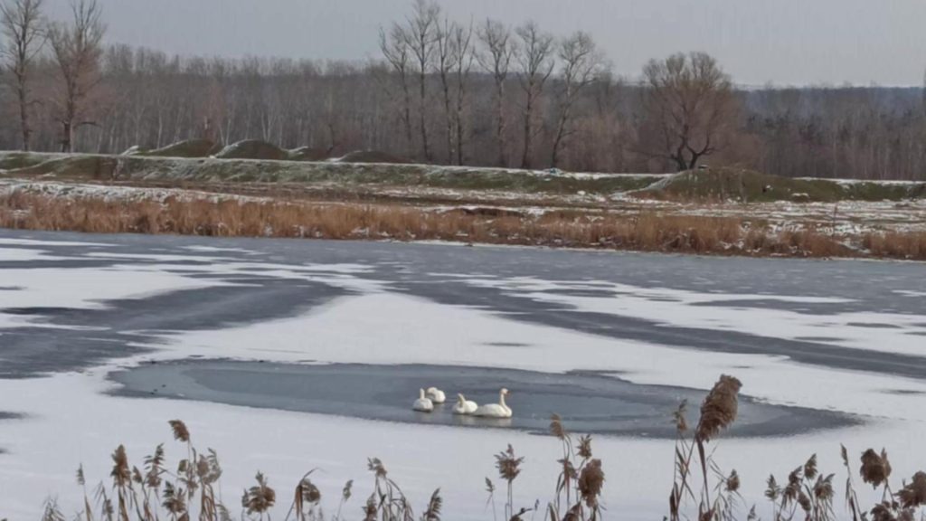 Lebede moarte într-un lac din județul Vaslui. Cel puțin opt cadavre au fost scoase din apa înghețată