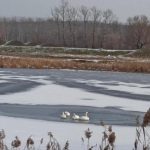 Lebede moarte într-un lac din județul Vaslui. Cel puțin opt cadavre au fost scoase din apa înghețată