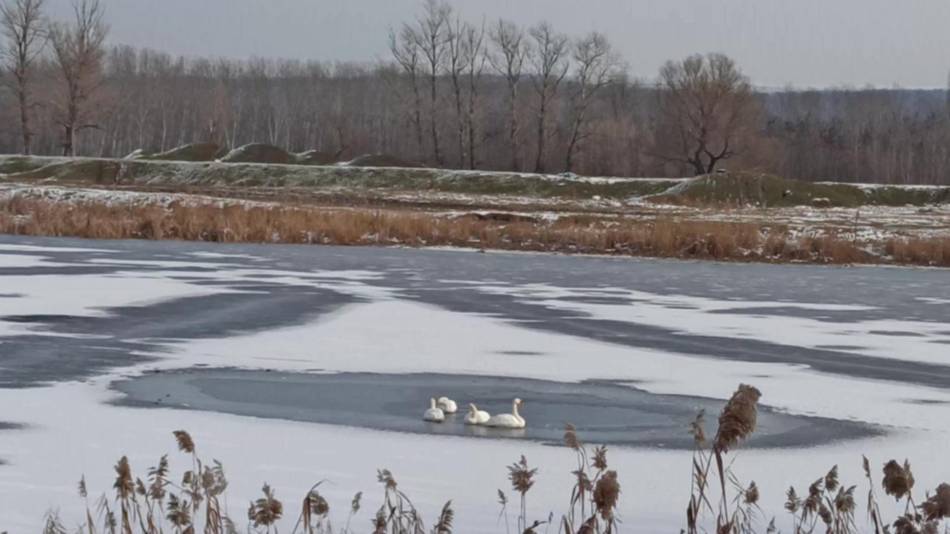 Lebede moarte într-un lac din județul Vaslui. Cel puțin opt cadavre au fost scoase din apa înghețată