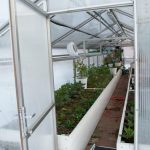 Top 7 legume pe care le poți planta încă din luna ianuarie. Secretul grădinarilor cu experiență a ieșit la iveală