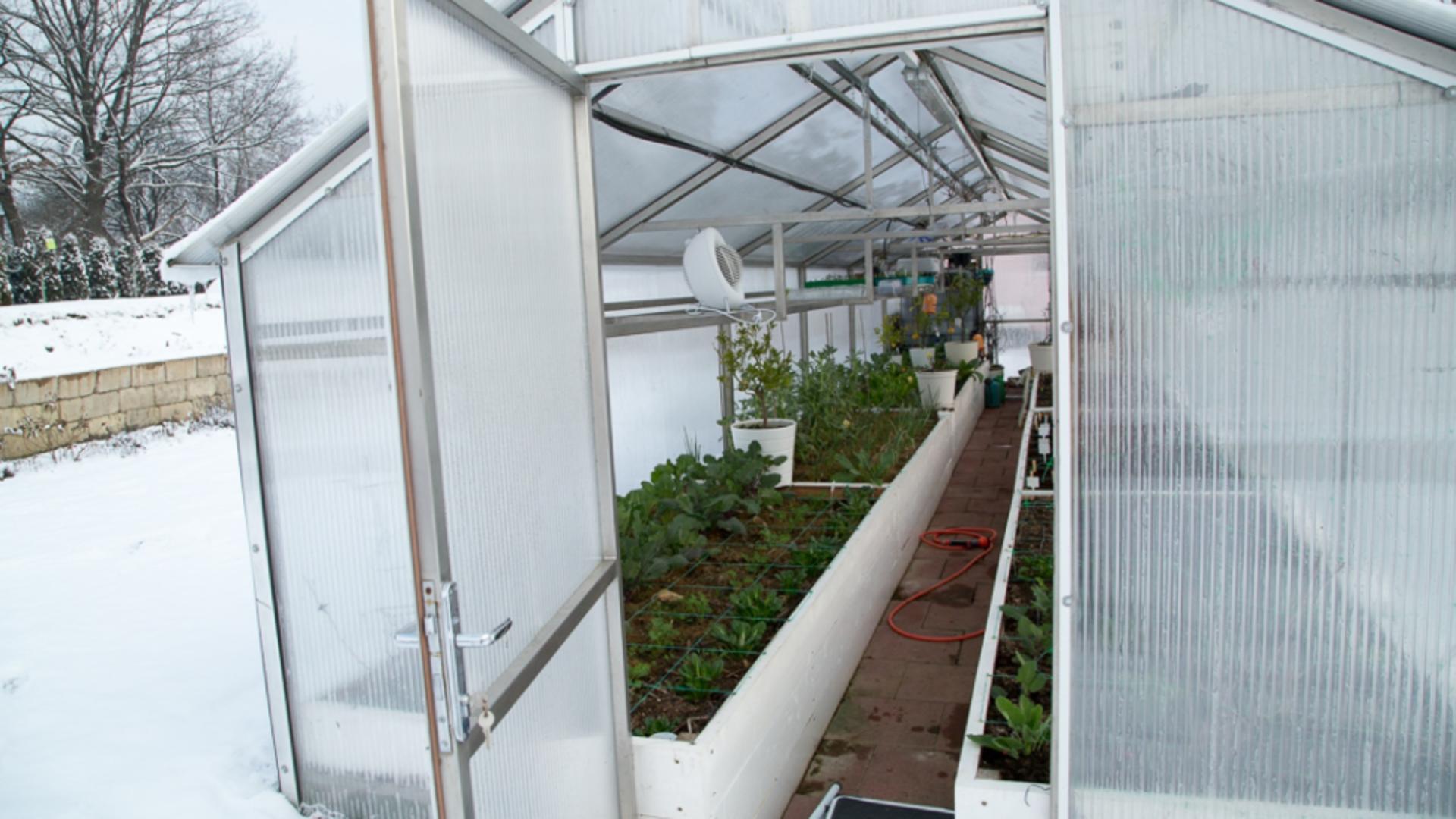 Top 7 legume pe care le poți planta încă din luna ianuarie. Secretul grădinarilor cu experiență a ieșit la iveală