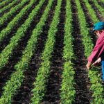 Ministerul Agriculturii a autorizat la plată peste 527 milioane de euro pentru fermierii români