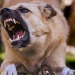 Descoperire macabră în București. O femeie a fost găsită fără viață, cu mușcături la gât provocate de câinii din curtea sa