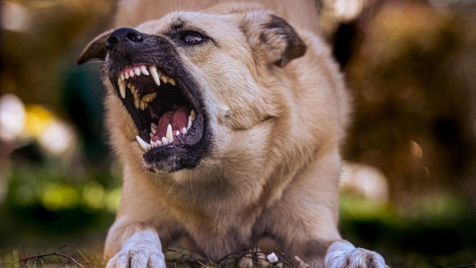 Descoperire macabră în București. O femeie a fost găsită fără viață, cu mușcături la gât provocate de câinii din curtea sa