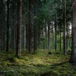 Descoperire macabră în Vrancea. Trupul neînsuflețit al unui muncitor, localizat într-o pădure