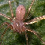 Un păianjen veninos a pus stăpânire pe o destinație europeană preferată de români. Mușcăturile pot provoca necroză