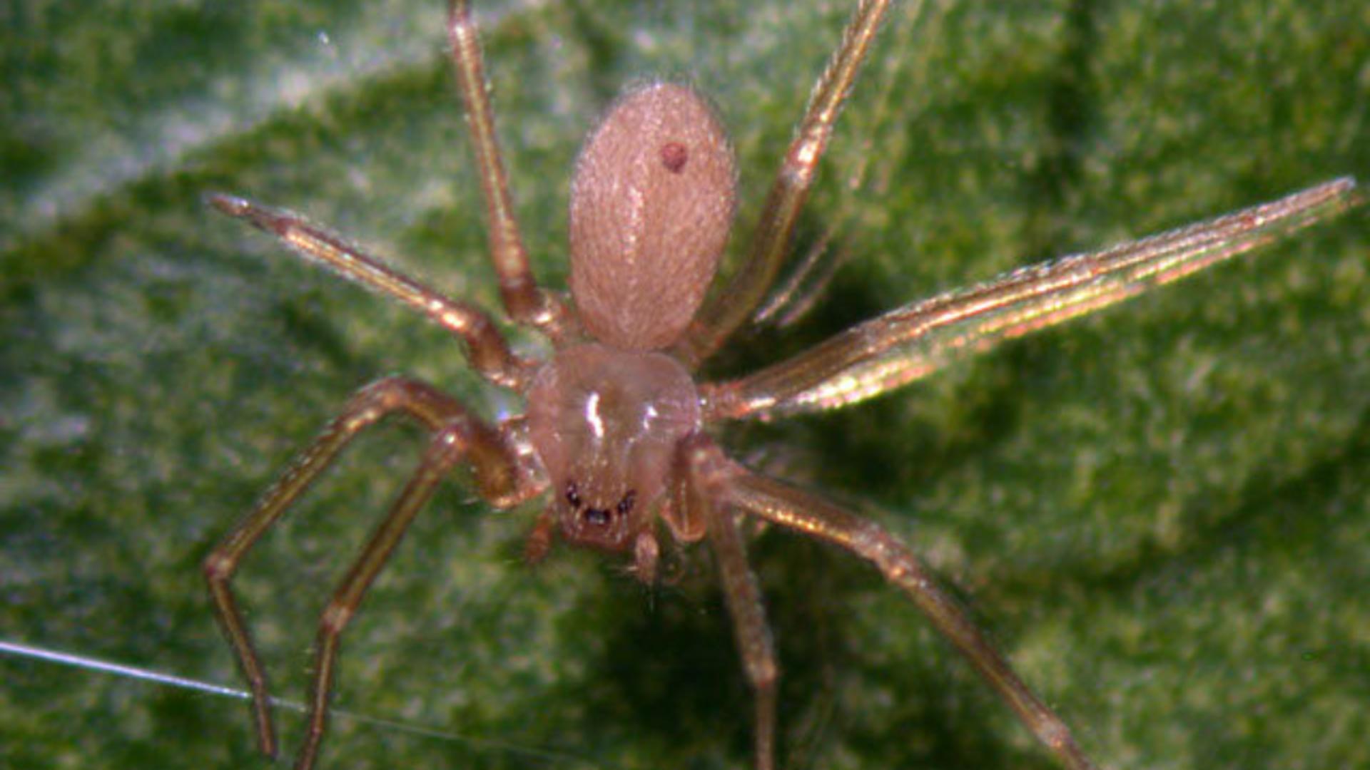Un păianjen veninos a pus stăpânire pe o destinație europeană preferată de români. Mușcăturile pot provoca necroză