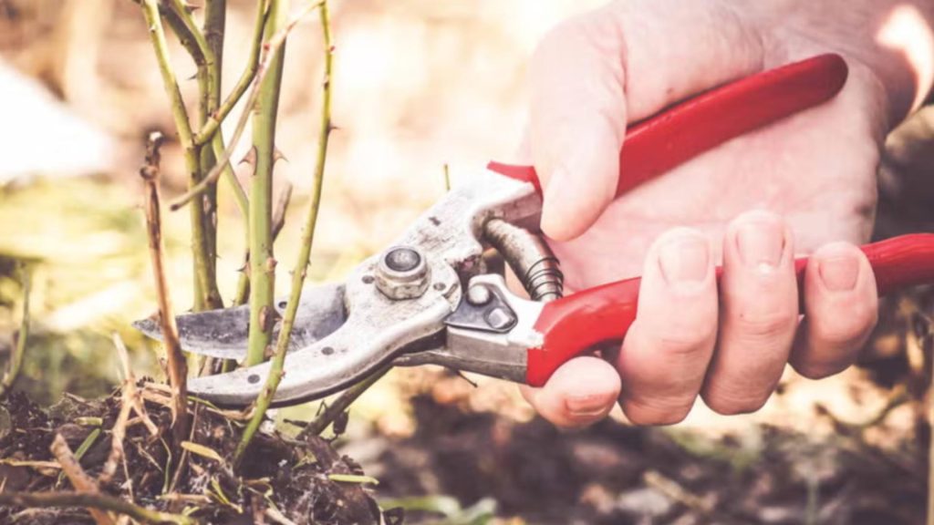 Plantele din curte pe care trebuie să le tunzi în luna ianuarie. Gradina ta se va transforma într-un adevărat paradis pe timpul verii