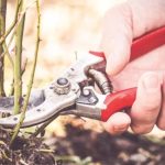 Plantele din curte pe care trebuie să le tunzi în luna ianuarie. Gradina ta se va transforma într-un adevărat paradis pe timpul verii