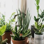 Plantele care aduc noroc în 2026. Ce recomandă specialiștii în Feng Shui să avem în locuințele noastre