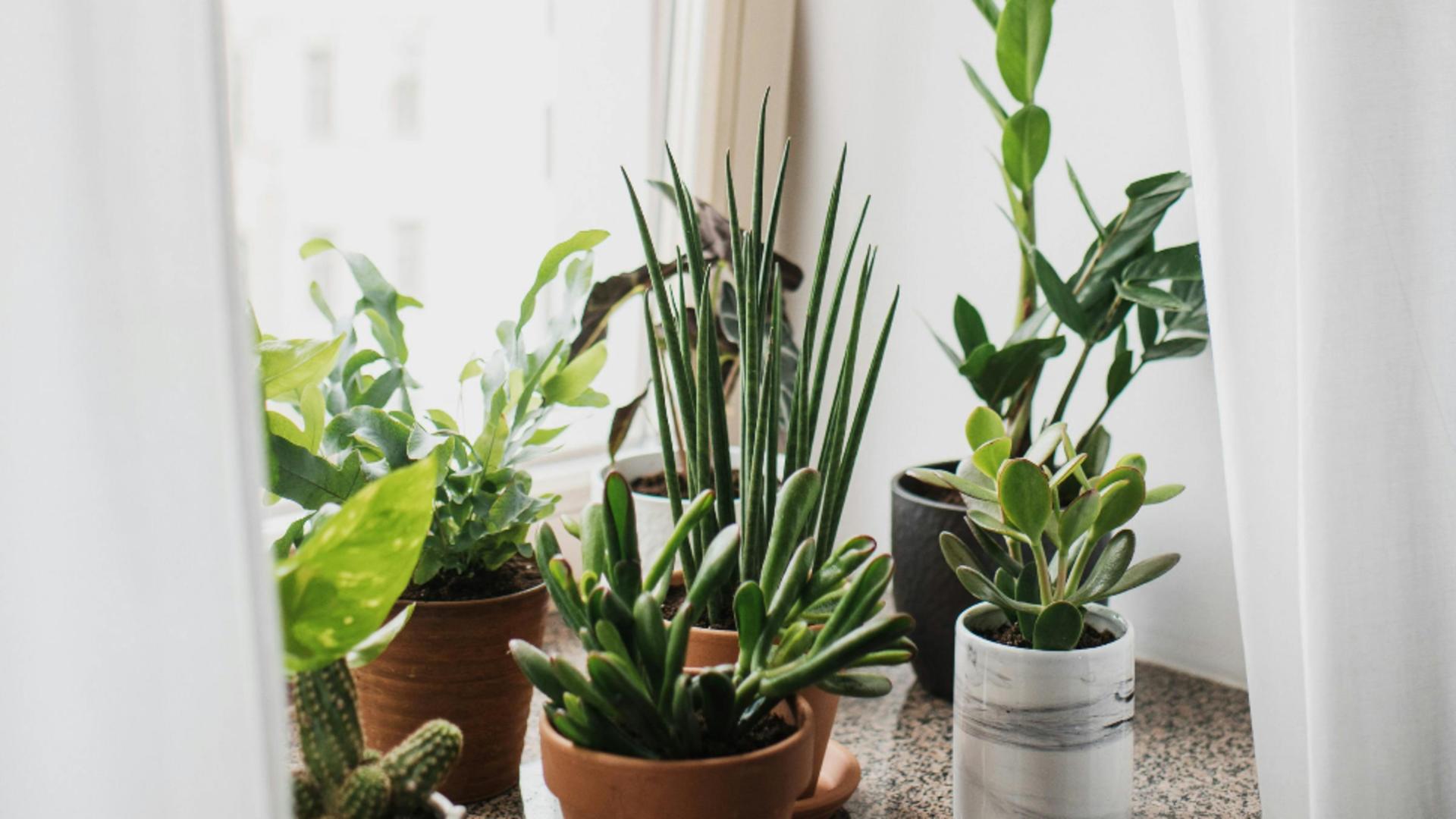Plantele care aduc noroc în 2026. Ce recomandă specialiștii în Feng Shui să avem în locuințele noastre
