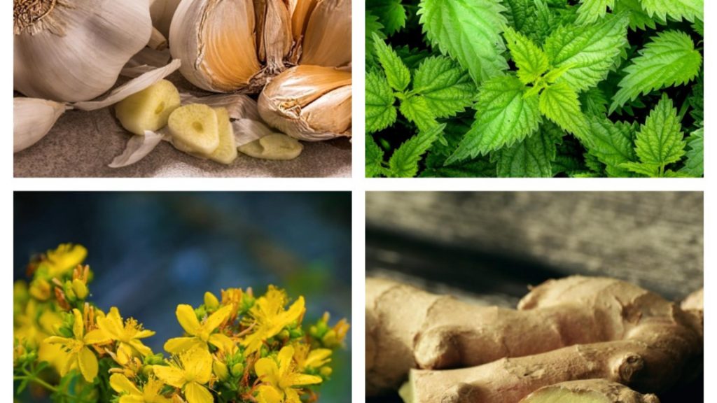 Mirodenii și plante aromatice ideale pentru imunitate. Recomandarea unui renumit fitoterapeut