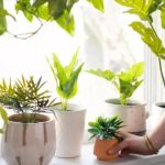 Plante care atrag energia pozitivă și aduc prosperitate în casă, conform principiilor Feng Shui