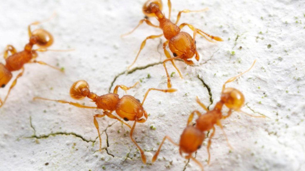 Furnicile electrice se răspândesc rapid în Franța. Mușcăturile lor provoacă înțepături dureroase și chiar șoc anafilactic