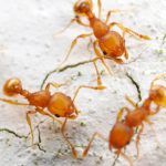 Furnicile electrice se răspândesc rapid în Franța. Mușcăturile lor provoacă înțepături dureroase și chiar șoc anafilactic