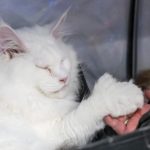 Întrebarea copiilor care îi bagă în ceață pe adulți: câte degete are pisica?