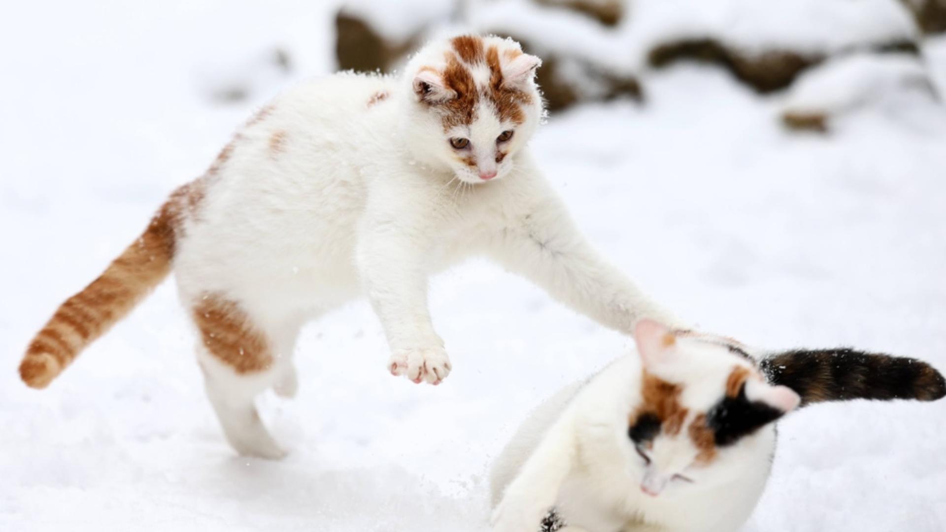 Câinii și pisicile în ger: la ce temperaturi rezistă și cum îi protejăm corect