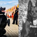 Șuier, câinele-simbol al luptei antidrog, a murit. ”A fost mai mult decât un coleg, el a fost un camarad de nădejde”