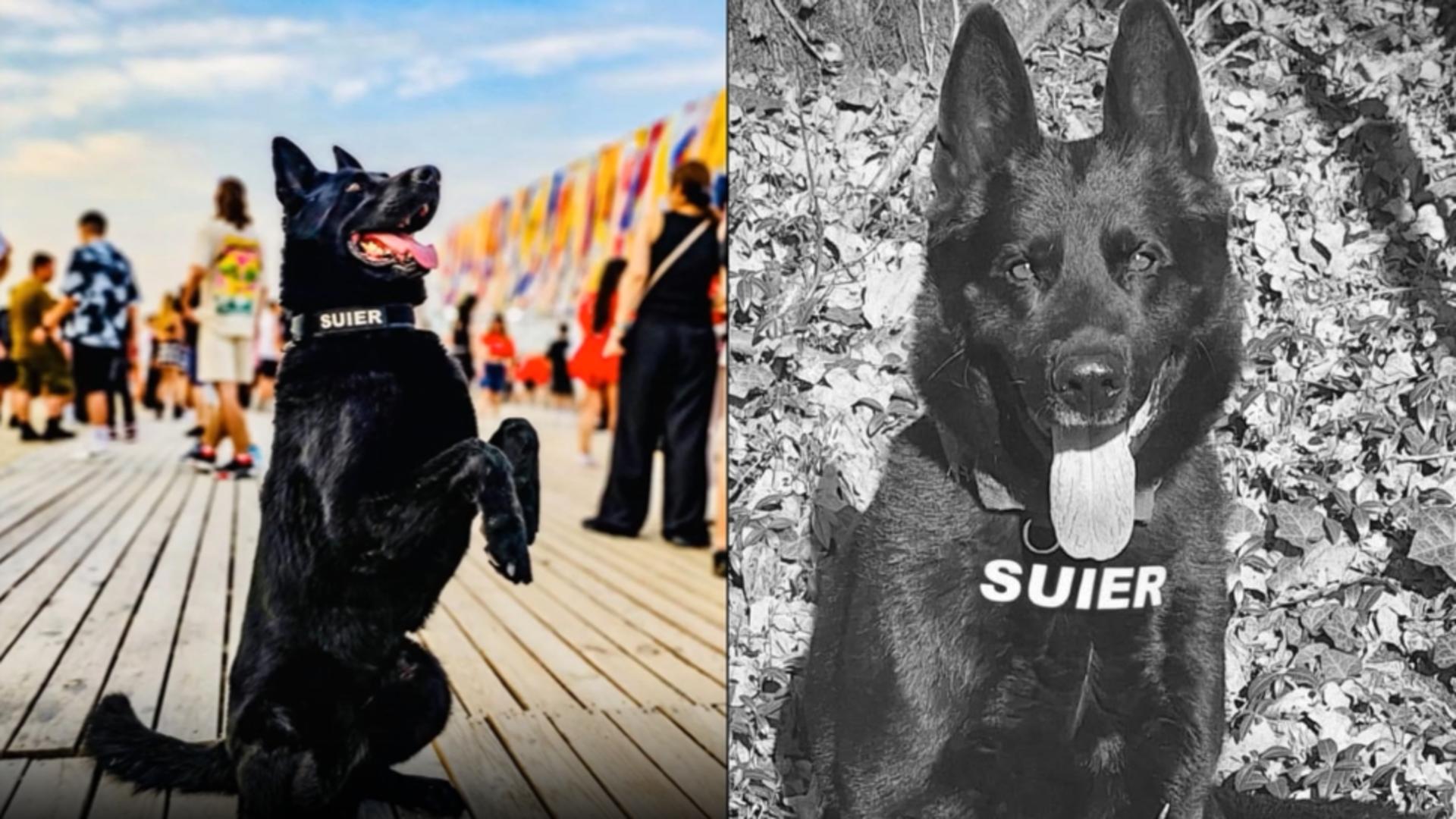 Șuier, câinele-simbol al luptei antidrog, a murit. ”A fost mai mult decât un coleg, el a fost un camarad de nădejde”