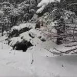 Urșii au ieșit din hibernare. Un grup de turiști din masivul Piatra Mare s-a trezit cu animalul masiv în mijlocul zăpezilor. VIDEO