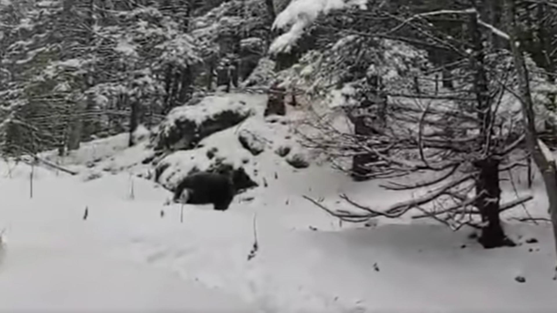 Urșii au ieșit din hibernare. Un grup de turiști din masivul Piatra Mare s-a trezit cu animalul masiv în mijlocul zăpezilor. VIDEO