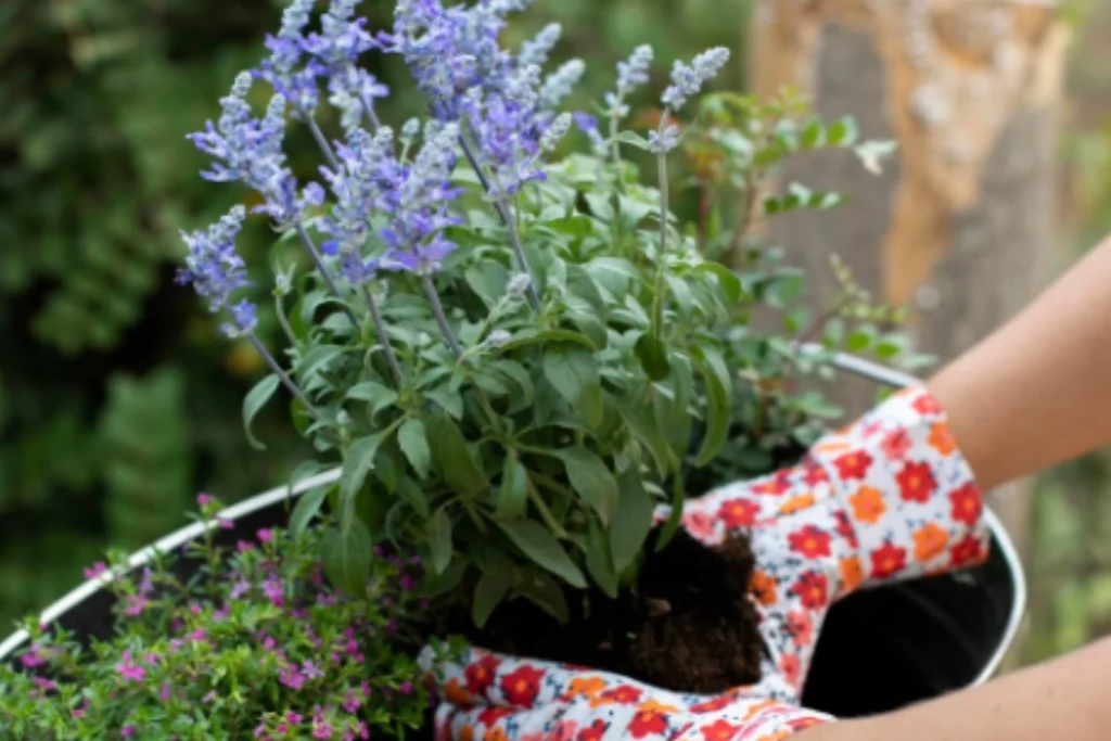 Ce să pui toamna la rădăcina florilor ca să reziste peste iarnă și să înflorească spectaculos la primăvară