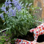 Ce să pui toamna la rădăcina florilor ca să reziste peste iarnă și să înflorească spectaculos la primăvară