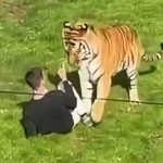 Tragedie la o grădină zoologică. Un tânăr a murit după ce a intrat în țarcul unui tigru