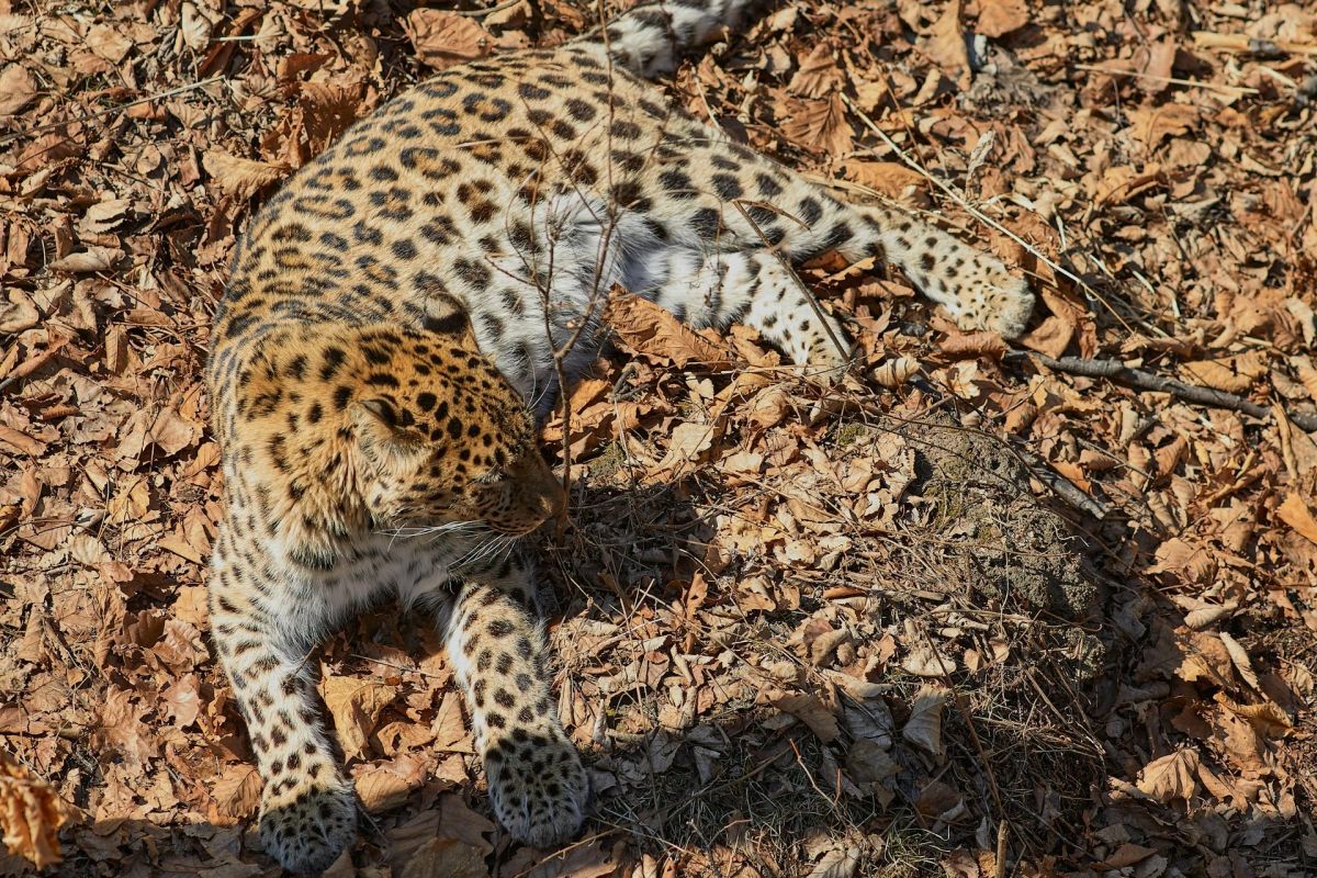 Tragedie la un parc safari din Olanda! O îngrijitoare a murit după ce a fost atacată de un leopard. Lucra acolo de 40 de ani