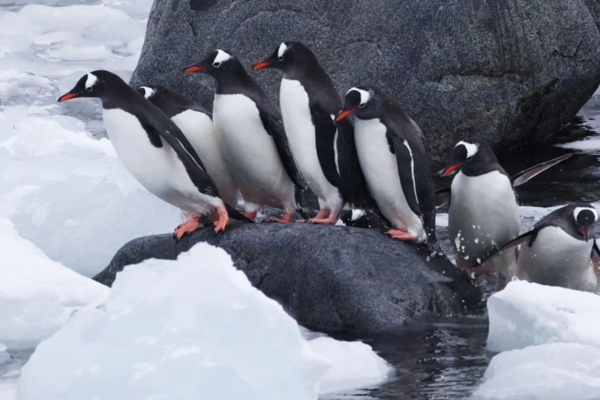 S-au găsit vinovații pentru încălzirea planetei. Vacile au fost detronate de pinguinii din Antarctica, acuzați că eliberează milioane de tone de gaz